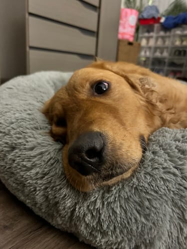 Customer photo review of Cama Antiestrés Para Perros