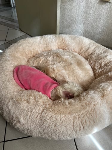 Customer photo review of Cama Antiestrés Para Perros