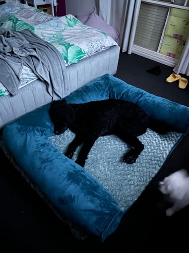 Customer photo review of PaWz Pet Sofa Bed