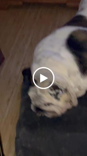 Customer video review of Ostrich Large Knuckle. Long-lasting, Natural Dog Gnaw Treat by Savannah Pet Food