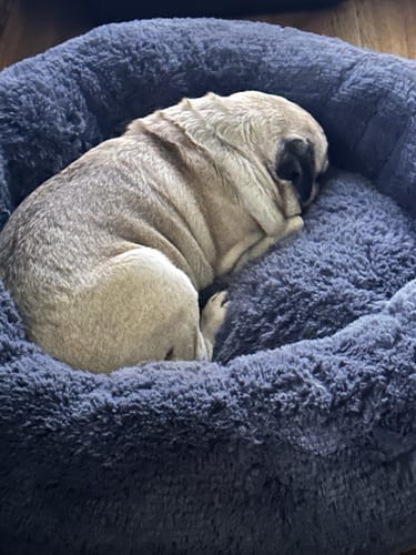 Customer photo review of Cama Antiestrés Para Perros