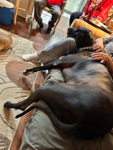 Customer photo review of Major Fitness Adjustable Bench | 1300Lbs Capacity Weight Bench PLT01