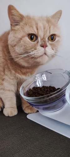 Customer photo review of Abbonamento gatto formula Anatra e Mirtilli Auto renew