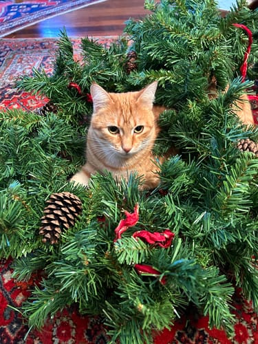 Customer photo review of Crocchette gatto formula Pesce Azzurro dell'Oceano Pacifico e Mirtilli