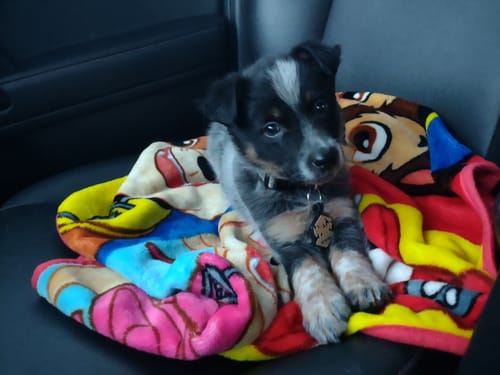 Customer photo review of Mountain Silicone