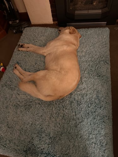 Customer photo review of PaWz SuperMat Calming Bed