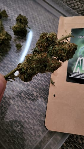 Customer photo review of Alien OG