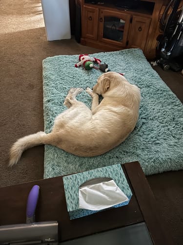 Customer photo review of PaWz SuperMat Calming Bed