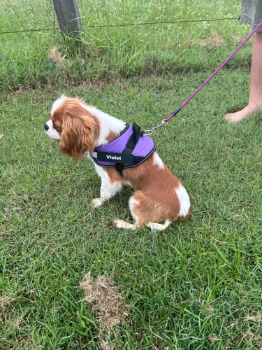 Customer photo review of No Pull Dog Harness Australia