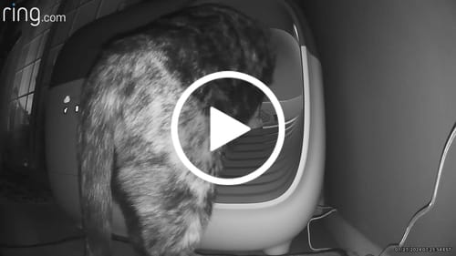 Customer video review of Self-Cleaning Litter Box