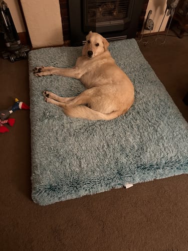 Customer photo review of PaWz SuperMat Calming Bed