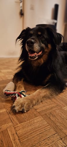 Customer photo review of Collier Anti Aboiement PuppySafe