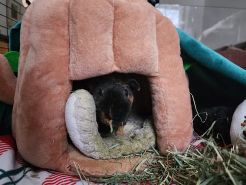 Customer photo review of Tree Stump Hidey