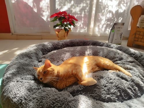 Customer photo review of Cama Antiestrés Para Perros