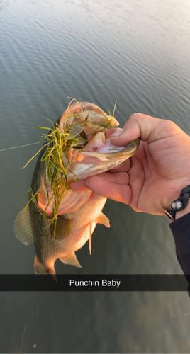 Customer photo review of 200% Sensitive Tungsten Flipping Weights | 4 Colors 10 Piece Bulk Pack