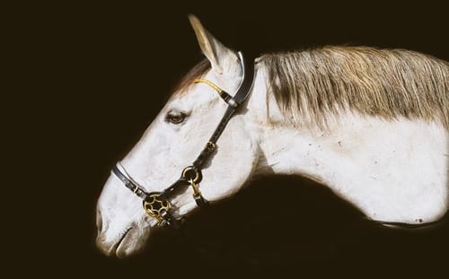 Customer photo review of Slim Klinker browband