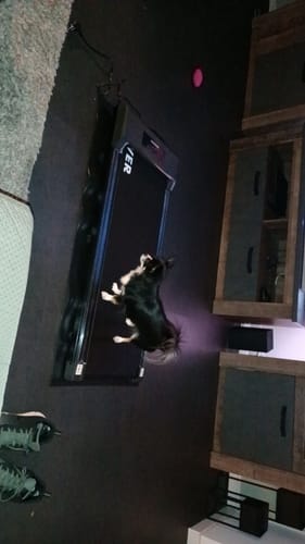 Customer photo review of Dreaver S310 Loopband - 1-6km/u - Inclusief Beschermmat