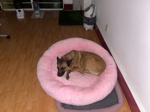 Reseña con foto de un cliente sobre Cama Antiestrés Para Perros