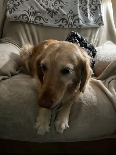 Customer photo review of KING KALM 600mg CBD with Copaiba, Krill Oil and DHA for Dogs & Cats