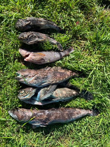 Customer photo review of 8Ft No Excuses Travel Rod with Tube Medium Action 1/2oz to 2oz