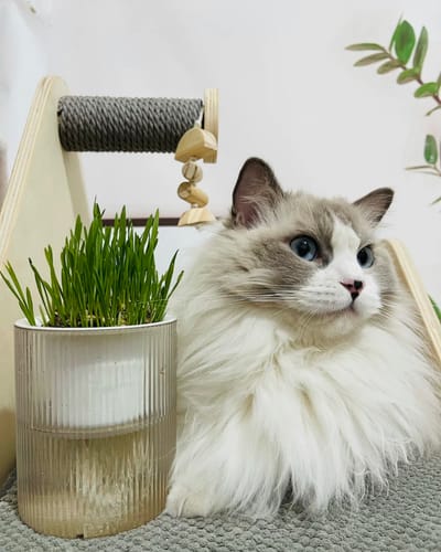 Customer photo review of MICHU All-in-One Soil-Free Cat Grass Grow Kit with Australian Seed and Mulch, Made in Australia
