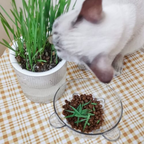 Customer photo review of MICHU All-in-One Soil-Free Cat Grass Grow Kit with Australian Seed and Mulch, Made in Australia