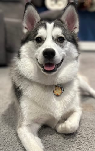 Customer photo review of Polkadog