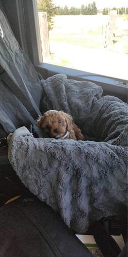 Customer photo review of Car Seat Cover