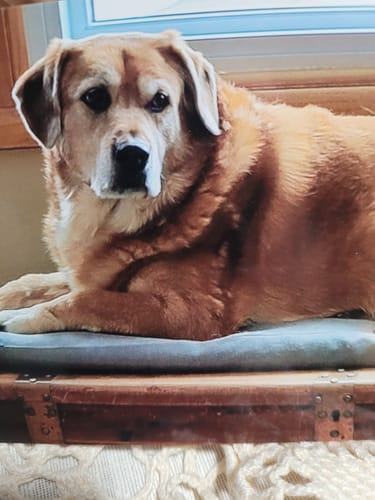 Customer photo review of KING KALM CBD 300mg - Large Pet Formula 45 to 65lbs