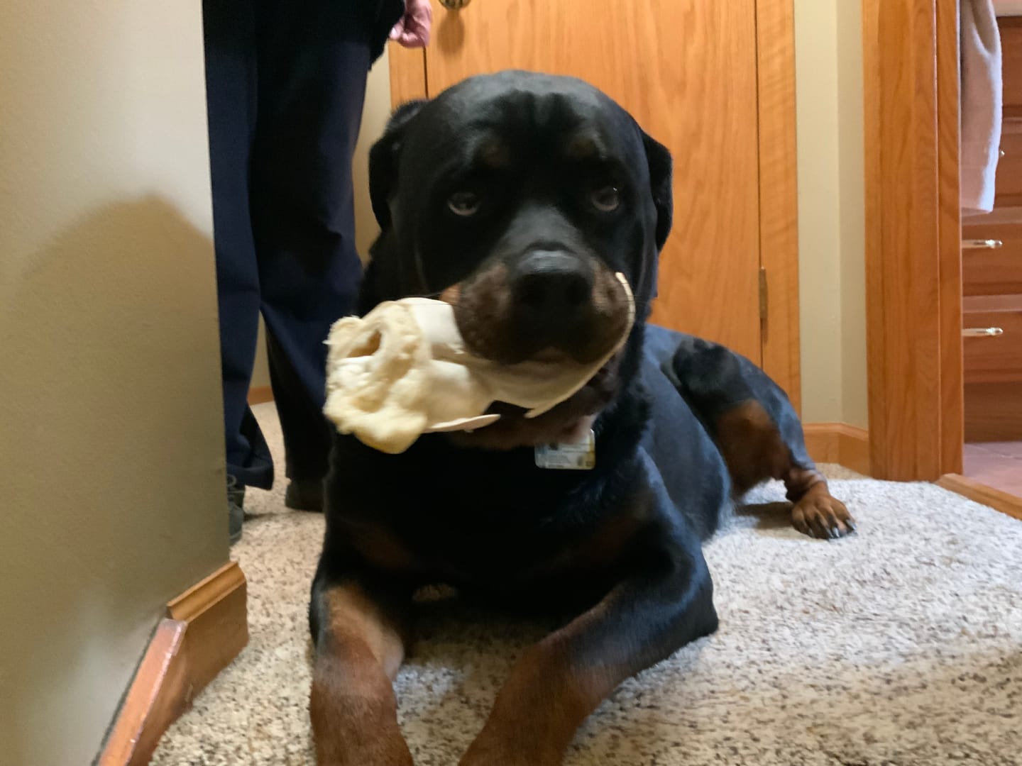 Customer photo review of PawProtect