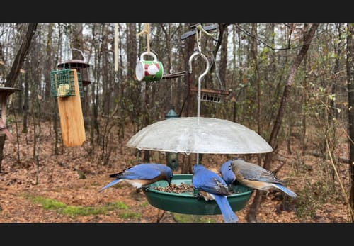 Customer photo review of GrubTerra Dried Larvae