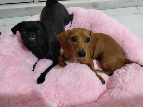 Reseña con foto de un cliente sobre Cama Antiestrés Para Perros