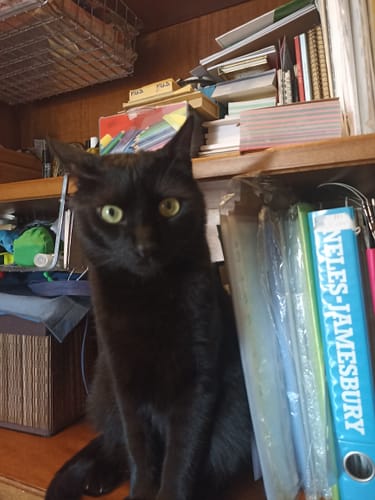 Customer photo review of Crocchette gatto formula Pesce Azzurro dell'Oceano Pacifico e Mirtilli