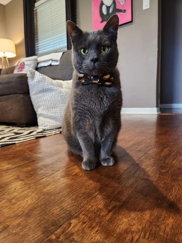 Jenny K. review of Taco Bow Tie for Dog and Cat Collar image 1 out of 1