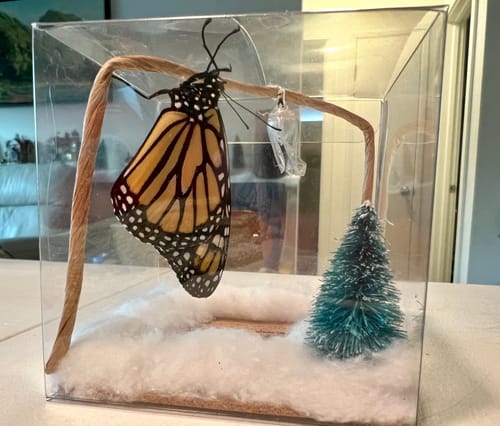 Customer photo review of Holiday Live Monarch Butterfly Chrysalis Box (Pre-order)