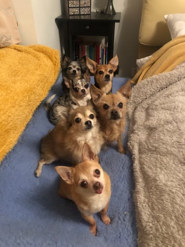 Customer photo review of HiK9 Bed with Fawn Mesh Cover