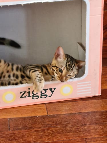 Avis photo d'un client sur Pâtée Chaton Sans Céréales - Truite