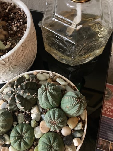 Customer photo review of Basketball Plant | Euphorbia Obesa Hybrid