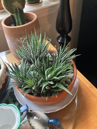 Customer photo review of Zebra Plant | Haworthia Fasciata
