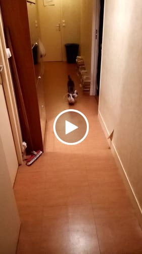 Avis vidéo d'un client sur Croquettes Chat Stérilisé Sans Céréales - Saumon