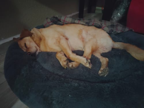 Customer photo review of Cama Antiestrés Para Perros