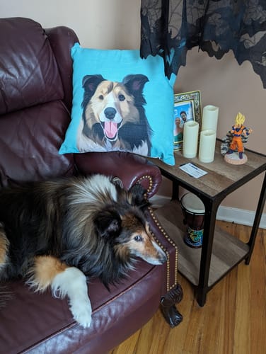 Customer photo review of Modern - Custom Pet Cushion