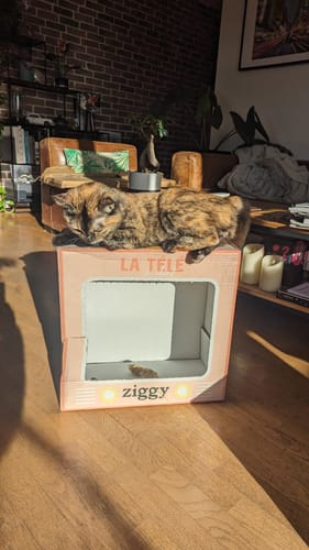 Avis photo d'un client sur Croquettes Chat Stérilisé Sans Céréales - Saumon
