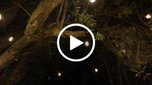 Customer video review of Litehouse Solar LED Festoon Outdoor Bulb String Lights - Traditional Bulb