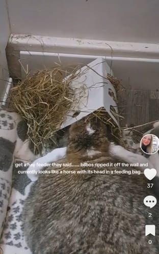 Customer photo review of Meadow Hay Box