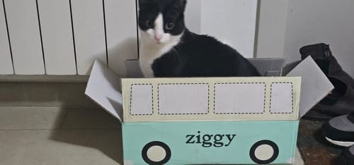 Avis photo d'un client sur Croquettes Chat Stérilisé Sans Céréales - Poulet