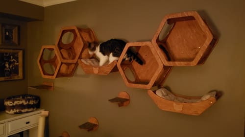 Customer photo review of Cat Hexagon Shelf Dark Walnut