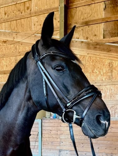 Customer photo review of Solo Lydia Snaffle