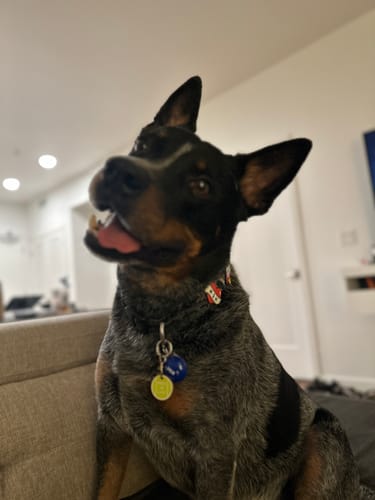 Customer photo review of Rocket Jiby Dog Charm