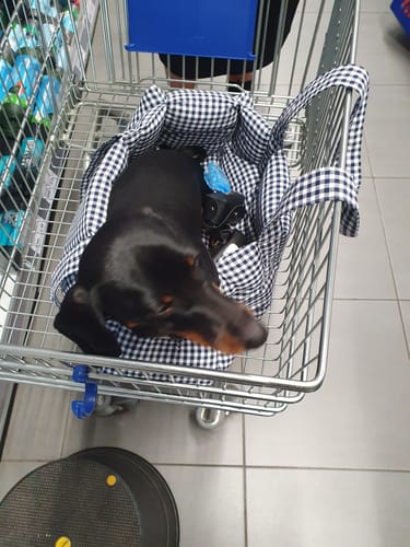 Customer photo review of Trasportino Cotone Vichy Navy